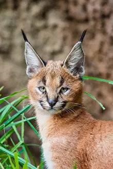 Pat And Tom Leeson (new Material): Young Caracal Kitten (Caracal caracal). Caracals