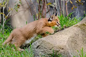 Grassl: Young Caracal Kitten (Caracal caracal) stalking