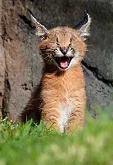 Pat And Tom Leeson (new Material): Young Caracal Kitten (Caracal caracal) yawning
