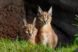 Caracals: Two young Caracal Kittens (Caracal caracal). Caracals