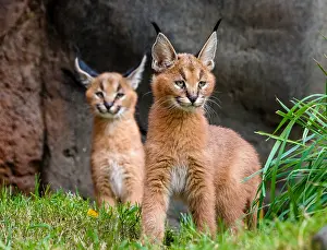 Pat And Tom Leeson (new Material): Two young Caracal Kittens (Caracal caracal). Caracals