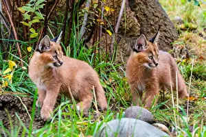 Pat And Tom Leeson (new Material): Two young Caracal Kittens (Caracal caracal). Caracals