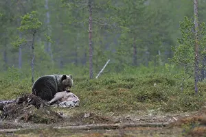 Stealing: Young Carpathian Brown Bear stealing a piglet Finland