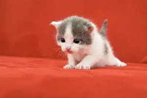 Afraid: Young cat (Felis silvestris catus), 2 weeks, on