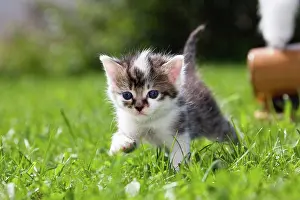 Brave: Young cat (Felis silvestris catus) running in the