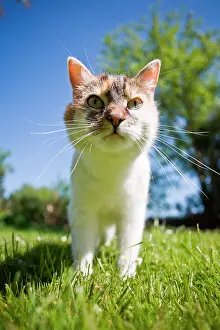 Blurriness: Young cat in the garden