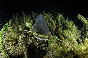 Silurus: Young catfish, Silurus glanis, also called sheatfish