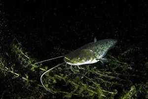 Silurus: Young catfish, Silurus glanis, also called sheatfish