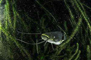 Silurus: Young catfish, Silurus glanis, also called sheatfish