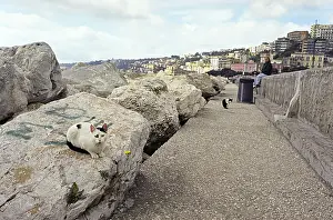 Dyke: Young Cats sitting on a dam rock Naples Italy