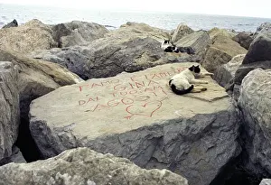 Dyke: Young Cats sitting on a dam rock Naples Italy