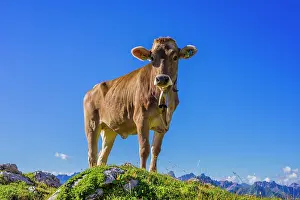 Taurus: Young cattle, heifer (Bos taurus), Allg&, x4d60;Braunvieh