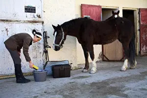 Preparing: A young cavalier preparing her horse