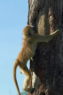 Ursinus: Young Chacma baboon (Papio ursinus), Hwange