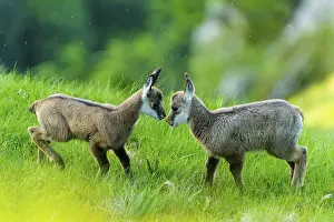 Curiosity: Two young chamois in curious confrontation on a green meadow