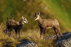 Curiosity: Two young chamois curiously exploring the rocky surroundings
