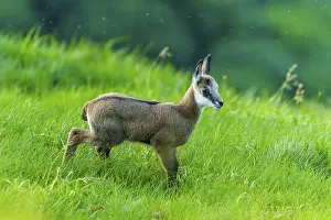Hatchlings: A young chamois on a green meadow