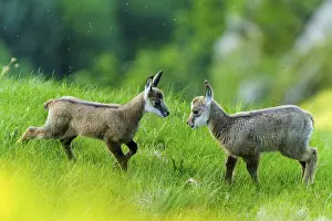 Hatchlings: Two young chamois playing on a green meadow