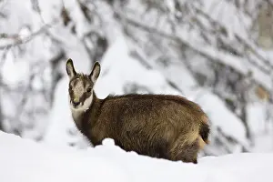 Larix: Young Chamois (Rupicapra rupicapra) in early