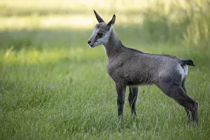 Chamois: One young Chamois (Rupicapra rupicapra) standing on a fresh green meadow