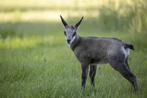 Chamois: One young Chamois (Rupicapra rupicapra) standing on a fresh green meadow