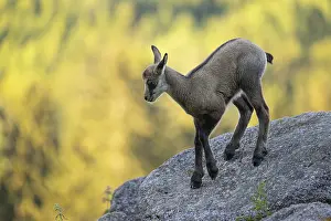 Chamois: One young Chamois (Rupicapra rupicapra) standing on a rock