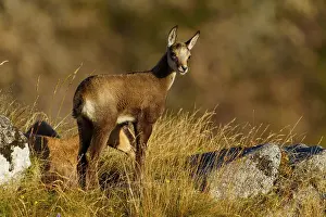 Grasses: Young chamois standing upright on a grassy area