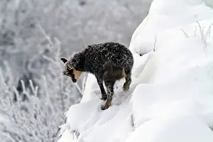 Rupicapra: Young chamois on a steep slope in the snow after