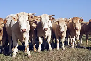 Strains: Young Charolais cattle Baie de somme Picardie France