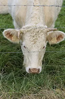 Charolaises: Young Charolais grazing in autumn