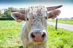 Materials: Young Charolaise bull portrait