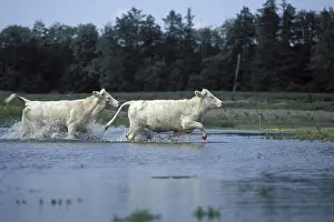 Spatter: Young Charolaise cow in Loire river Bourgogne France
