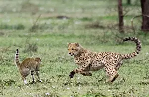 Stance: Young Cheetah - Fighting with a Wild Cat (Felis silvestris)