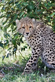 Beneath: Young cheetah resting beneath bush, Maasai