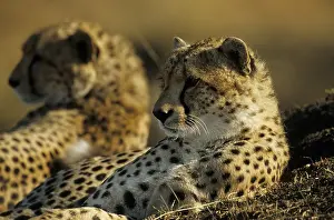 Cheetah: Young cheetahs (Acinonyx jubatus)