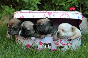 Materials: Young Chihuahuas in a suitcase in the grass - France