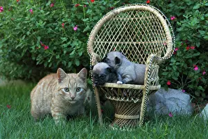 Litters: Young Chihuahuas in a wicker chair and Cat - France