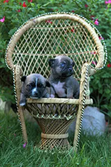 Litters: Young Chihuahuas in a wicker chair - France