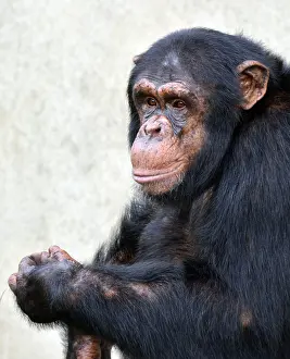 270819: Young Chimpanzee