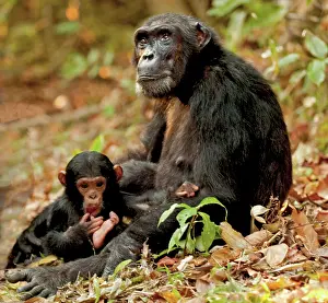 Contemplation: Young chimpanzee examining his foot while