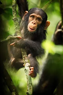 Chimp: A young Chimpanzee (Pan troglodytes) plays in the