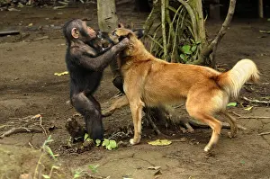Cameroon: Young Chimpanzee playing with a dog in Cameroon