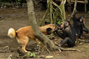 Cameroon: Young Chimpanzee playing with a dog in Cameroon