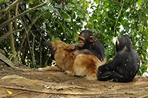 Cameroon: Young Chimpanzees grooming a dog in Cameroon