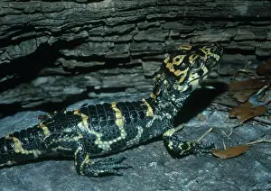 Alligatoridae: Young Chinese Alligator