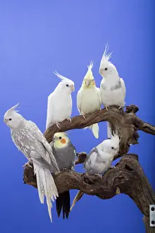 Nymphicus: Young Cockatiels