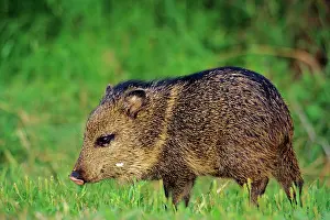 Javelinas: Young Collared Peccary / Javelina