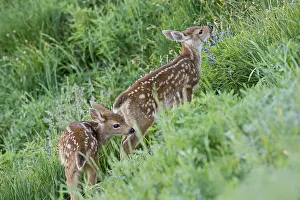 Columbian: Two young Columbian black-tailed deer (Odocoileus