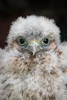 310820: Young Common Common Kestrel (Falco tinnunculus)