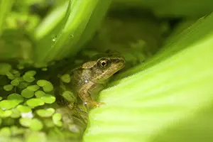 Froglets: Young Common Frog